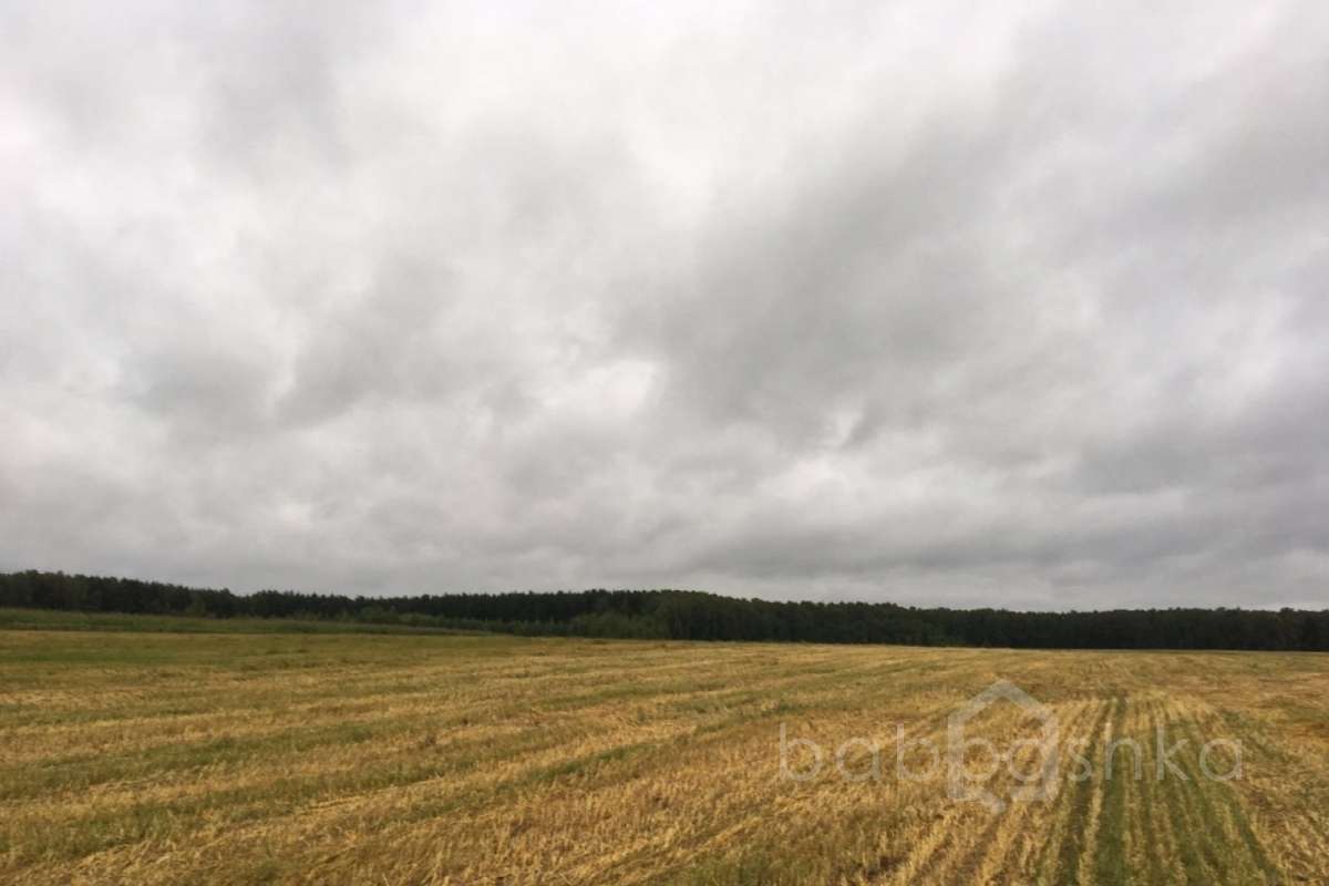 IMG_9582%20(2) лес 