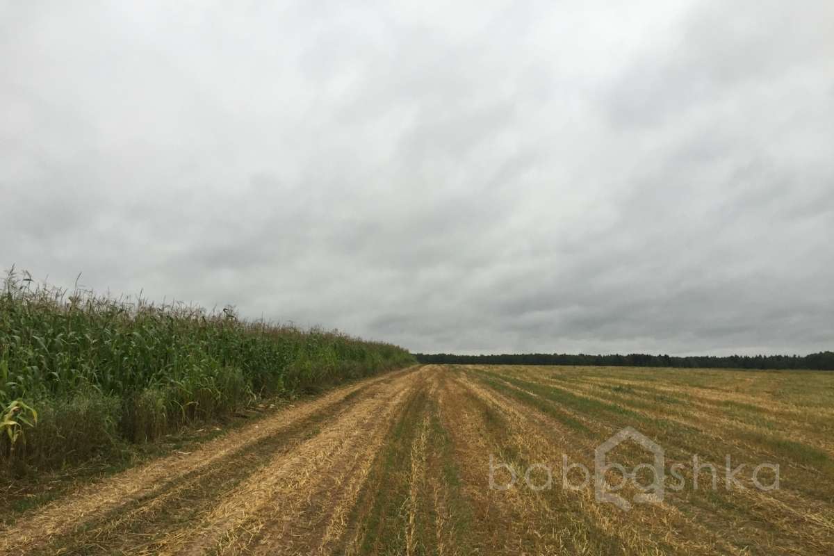 IMG_9587%20(1) лес 