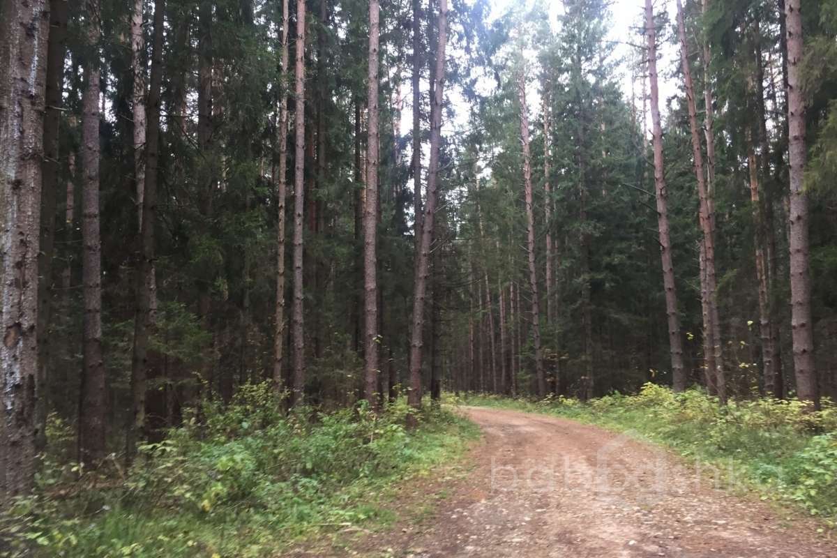 IMG_8203 дороги 