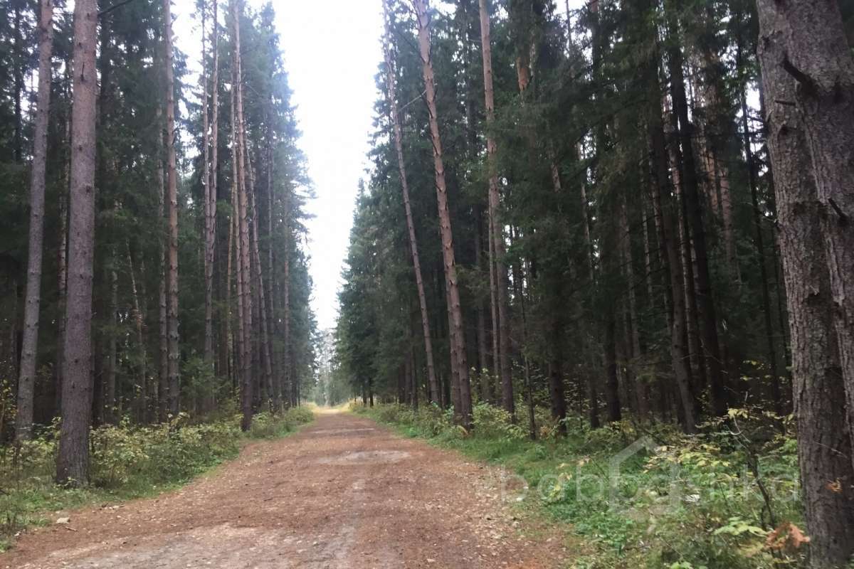 IMG_8204 дороги 