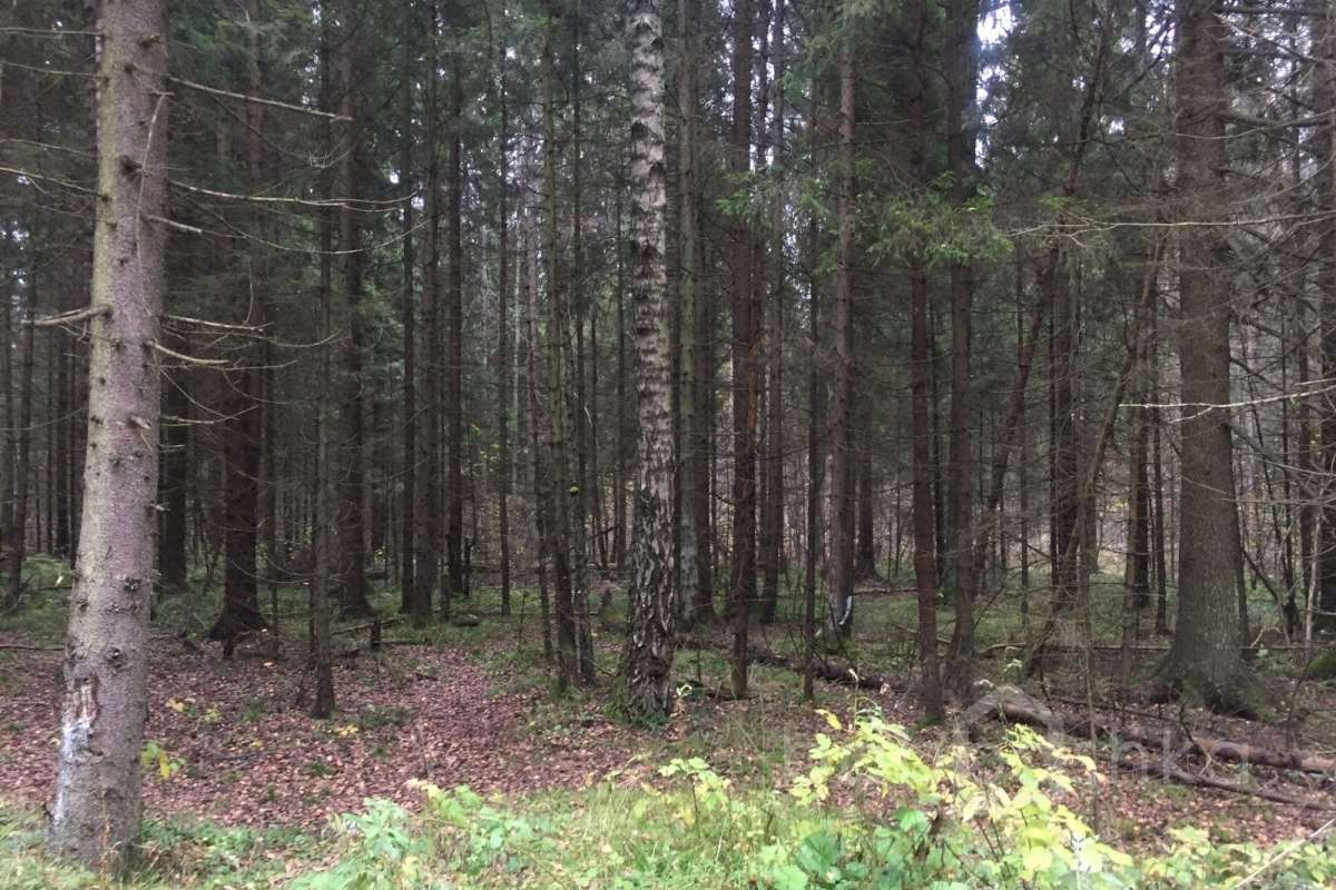 IMG_8190 дороги 