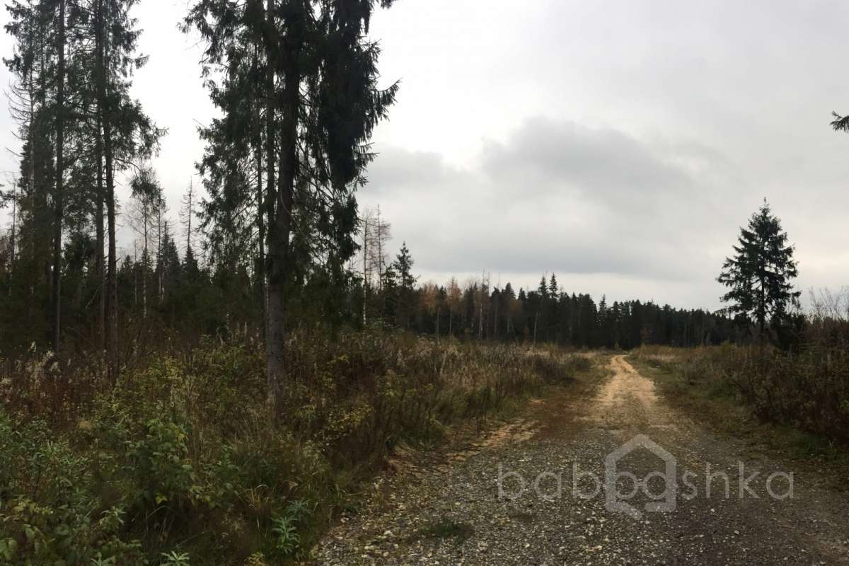 IMG_8208 дороги 