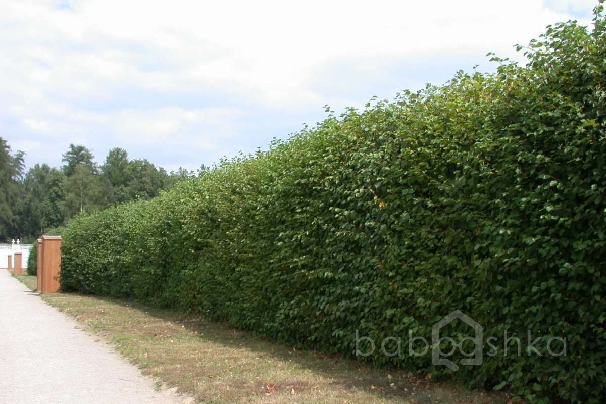 DSCN3706 дворцы и усадьбы 