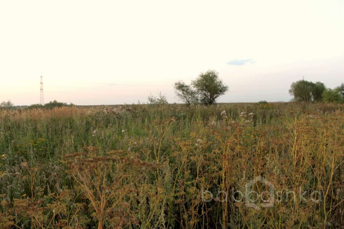 IMG_8790%20(1) лес 