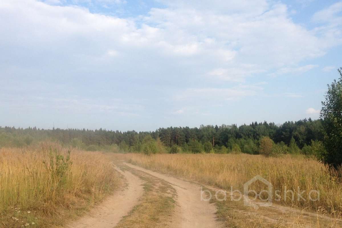 2014-08-12%2018.25.38 лес 