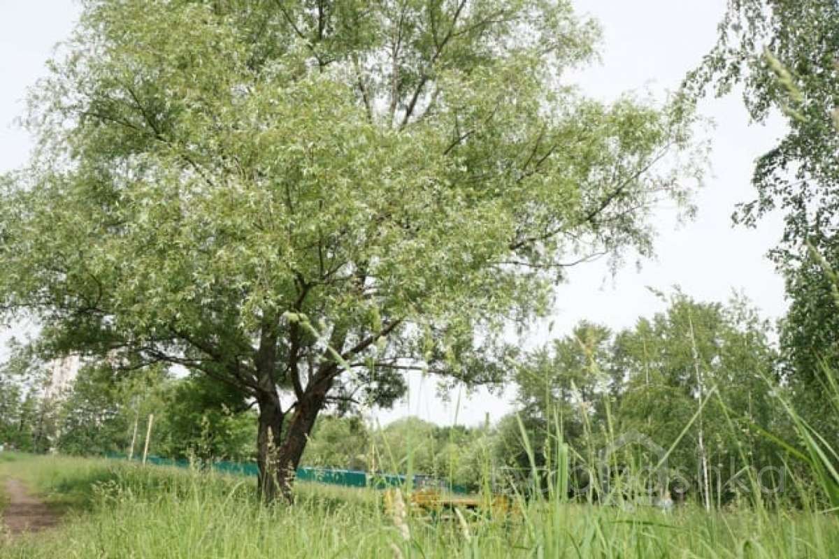 DSC03812. парки 