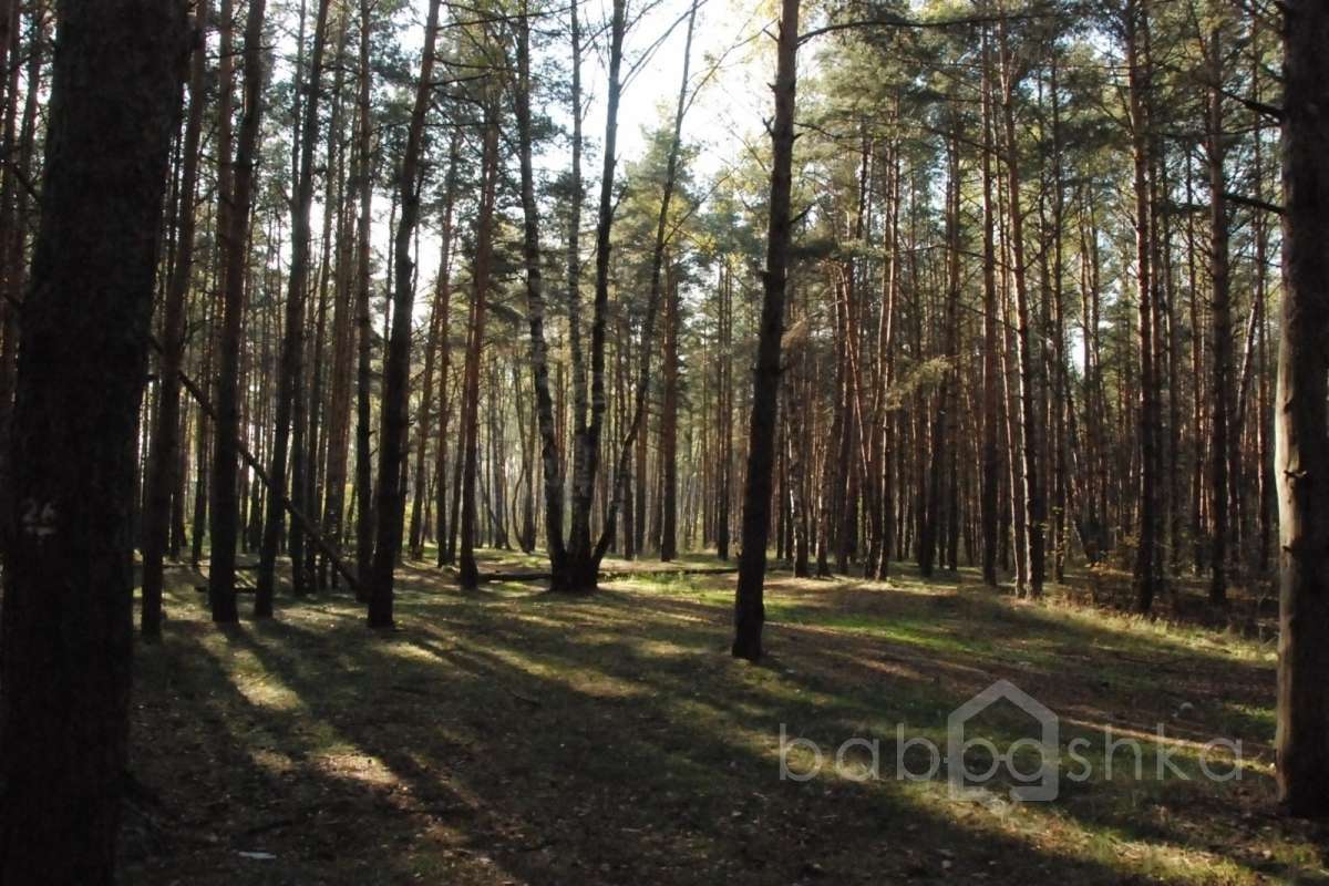 DSC_1705 лес 