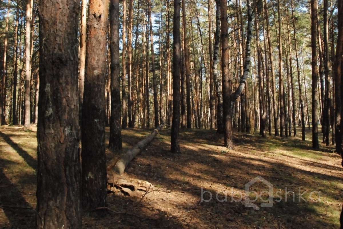 DSC_1704 лес 