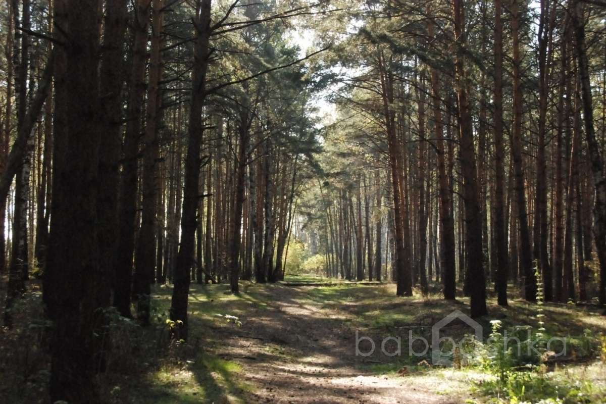 DSC_1715 лес 