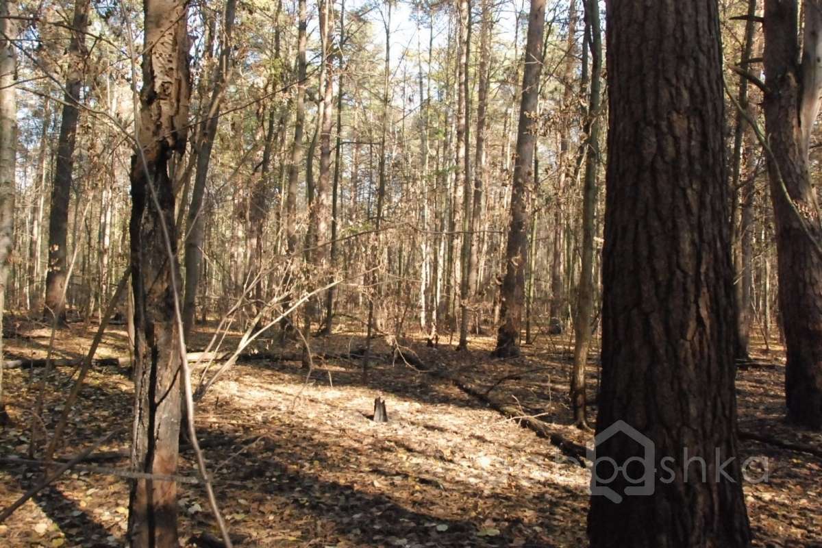 DSC_1735 лес 