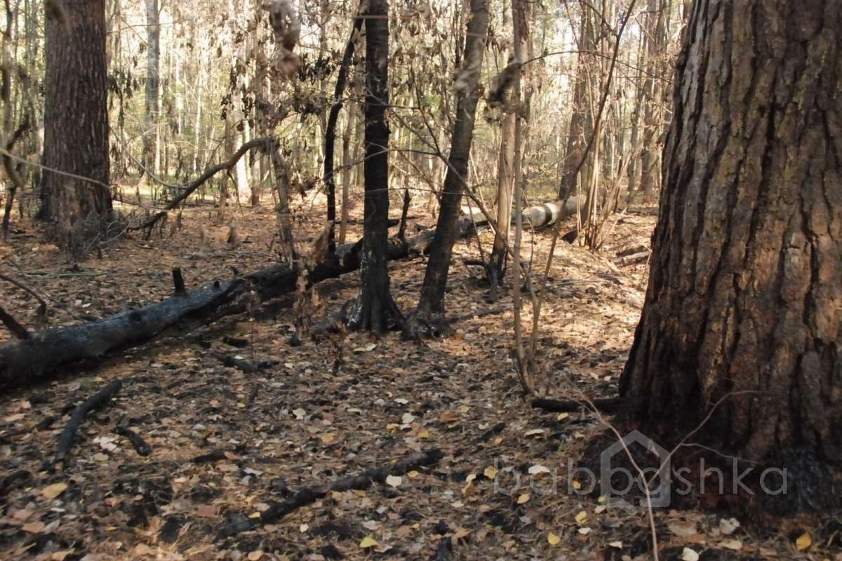 DSC_1739 лес 