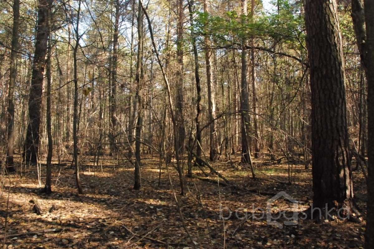 DSC_1737 лес 