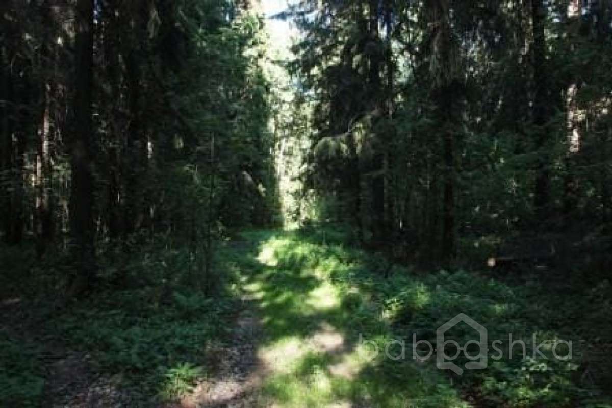 IMG_7314 лес 