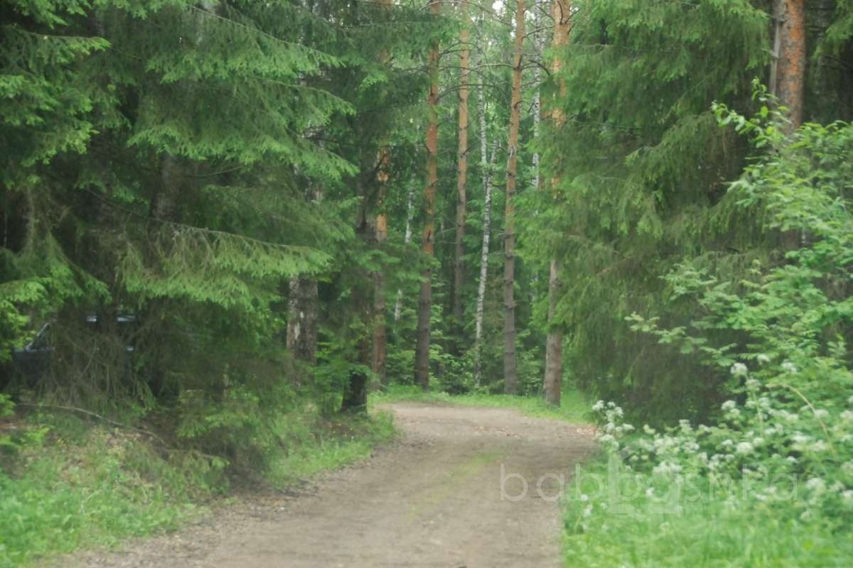 DSC_7527 лес 