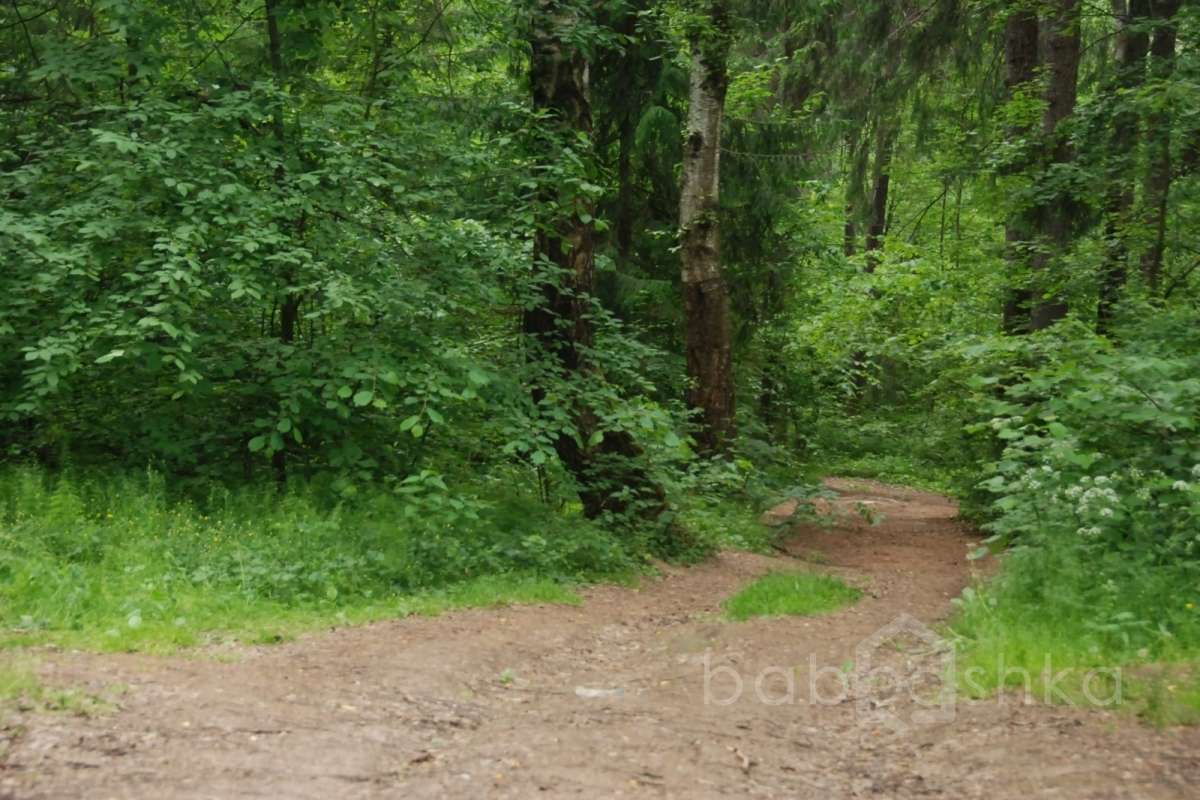DSC_7536 лес 