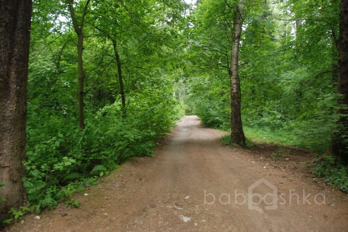 DSC_7544 лес 