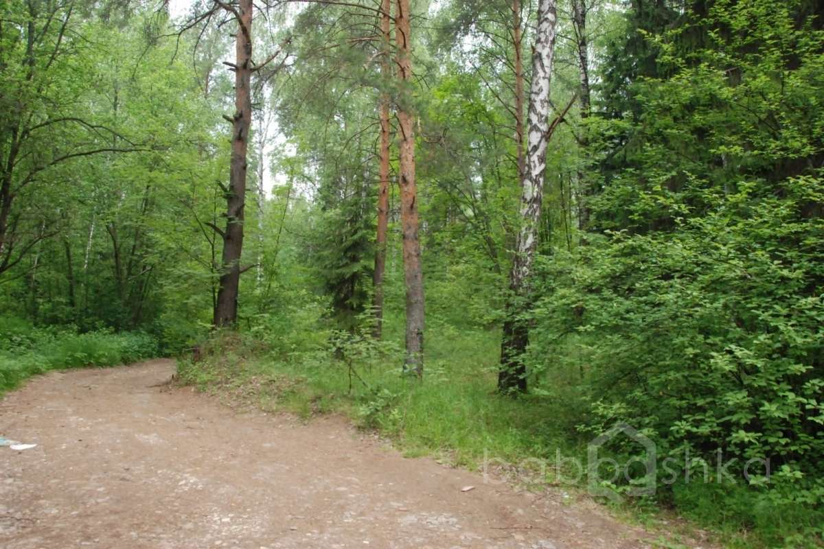 DSC_7512 лес 