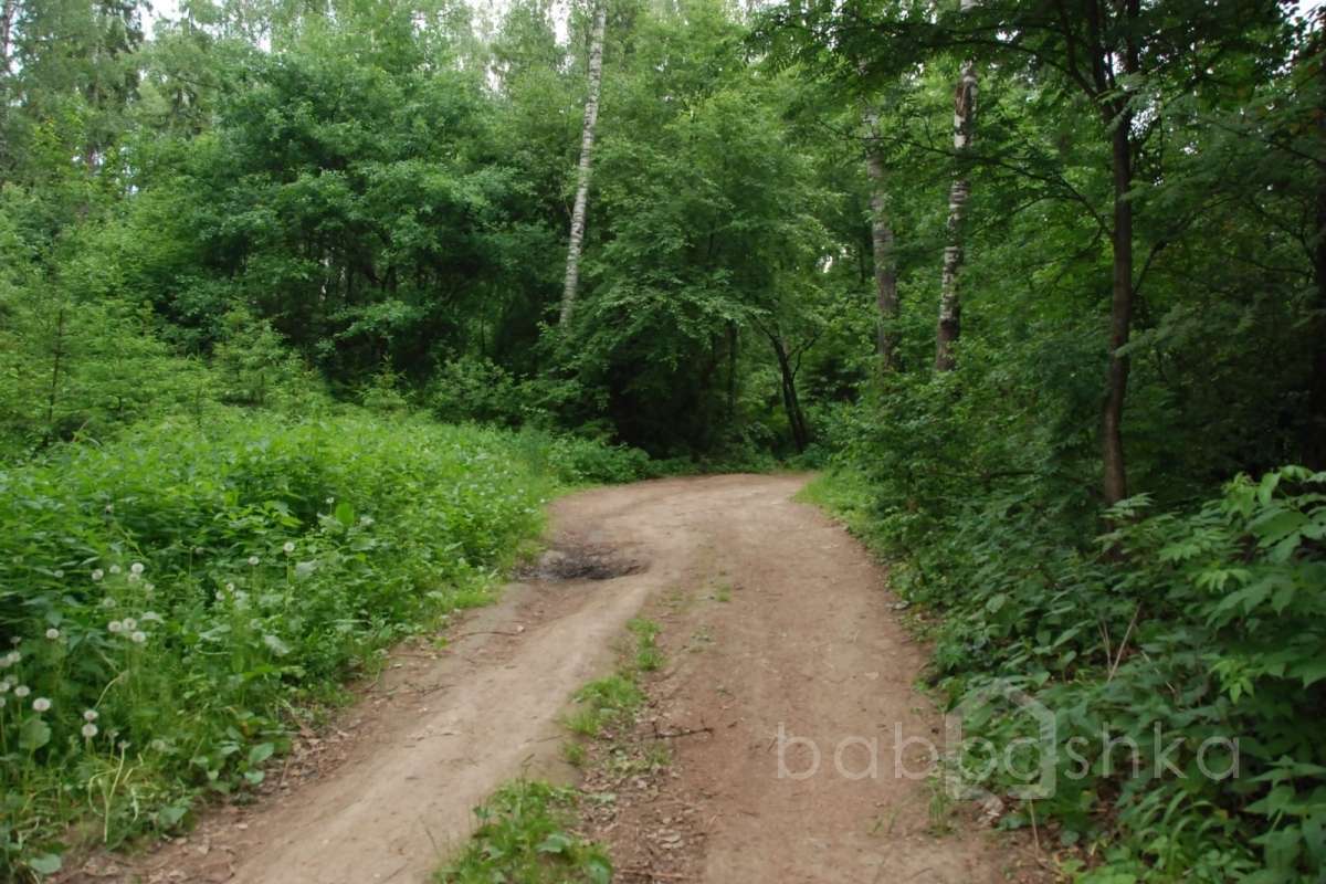 DSC_7543 лес 