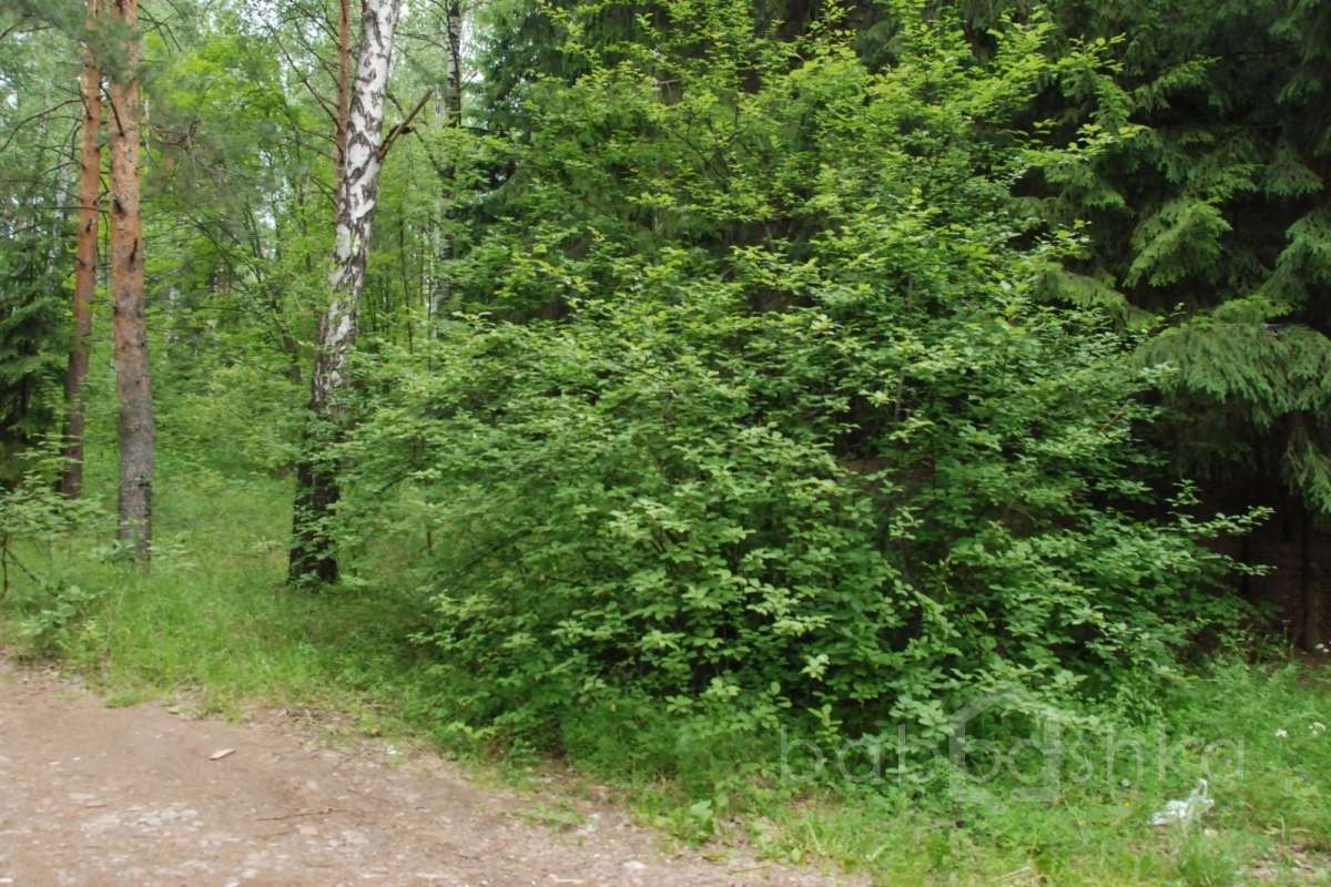 DSC_7513 лес 