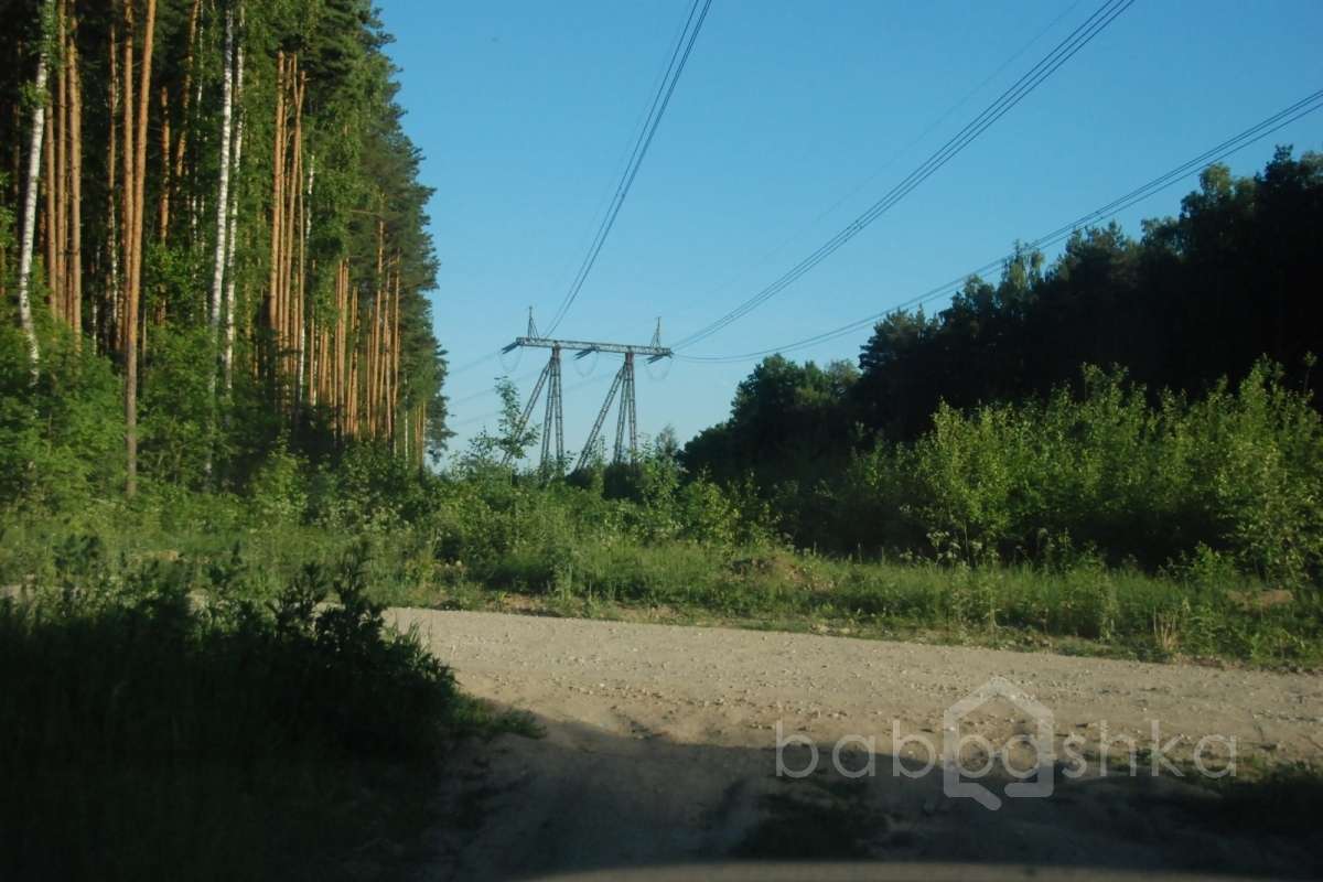 DSC_7693 лес 