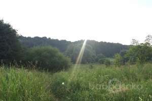 IMG_4186 лес Съёмки Москва