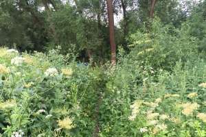 IMG_4208 лес Съёмки Москва