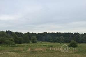 IMG_4205 лес Съёмки Москва