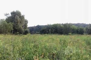 IMG_4187 лес Съёмки Москва