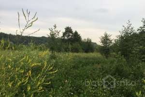 IMG_4196 лес Съёмки Москва