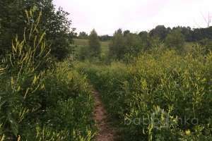 IMG_4195 лес Съёмки Москва