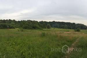 IMG_4203 лес Съёмки Москва