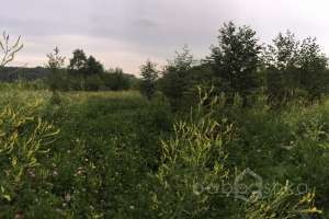 IMG_4197 лес Съёмки Москва