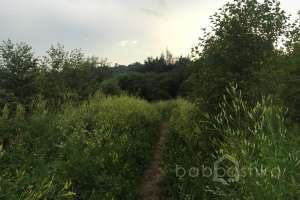 IMG_4198 лес Съёмки Москва