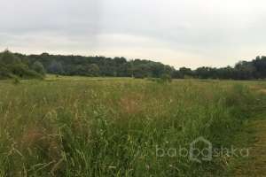 IMG_4201 лес Съёмки Москва