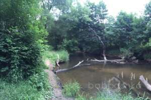 IMG_4211 лес Съёмки Москва