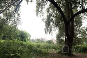 IMG_4192 лес Съёмки Москва