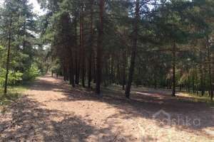 IMG_4117 лес Съёмки Москва