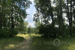 IMG_4123 лес Съёмки Москва