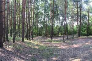 IMG_4119 лес Съёмки Москва