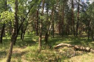 IMG_4128 лес Съёмки Москва