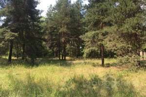 IMG_4122 лес Съёмки Москва