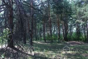 IMG_4127 лес Съёмки Москва