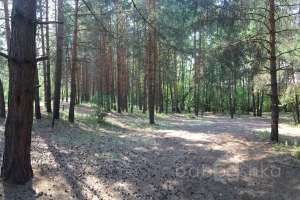 IMG_4118 лес Съёмки Москва