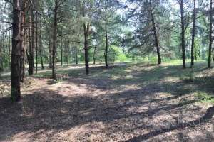 IMG_4125 лес Съёмки Москва