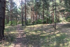 IMG_4116 лес Съёмки Москва