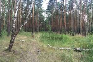 IMG_4061 лес Съёмки Москва