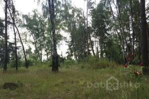 IMG_4066 лес Съёмки Москва