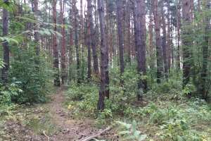 IMG_4057 лес Съёмки Москва