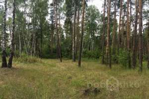 IMG_4067 лес Съёмки Москва