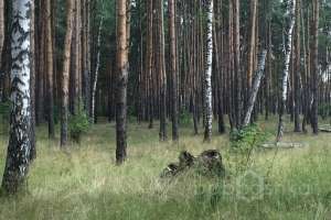 IMG_4065 лес Съёмки Москва